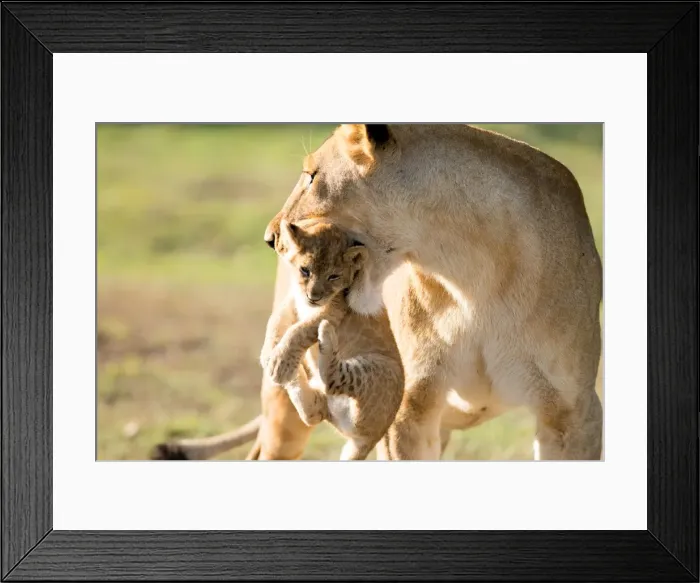Framed Print : Lion with cub in mouth, Masai Mara, Kenya, East Africa, Africa Framed Print : Lion with cub in mouth, Masai Mara, Kenya, East Africa, Africa