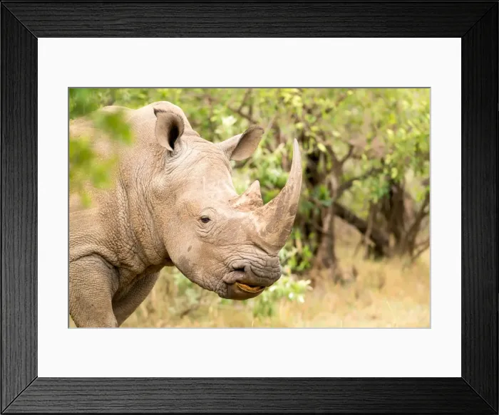 Framed Print : White rhinoceros, Masai Mara, Kenya, East Africa, Africa Framed Print : White rhinoceros, Masai Mara, Kenya, East Africa, Africa