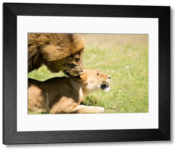 Framed Print : Mating Lions, Masai Mara, Kenya, East Africa, Africa Framed Print : Mating Lions, Masai Mara, Kenya, East Africa, Africa