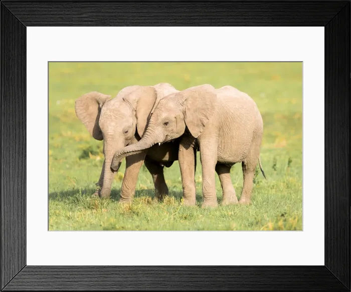 Framed Print : Young Elephants, Masai Mara, Kenya, East Africa, Africa Framed Print : Young Elephants, Masai Mara, Kenya, East Africa, Africa