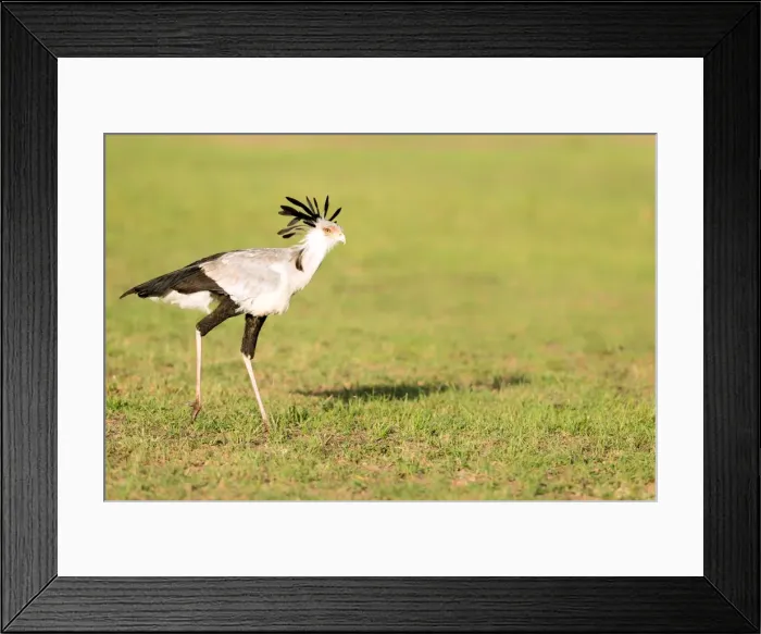 Framed Print : Secretary bird, Masai Mara, Kenya, East Africa, Africa Framed Print : Secretary bird, Masai Mara, Kenya, East Africa, Africa