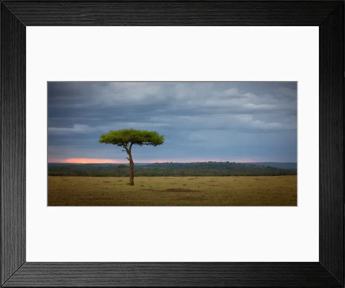 Framed Print : Acacia tree, Masai Mara, Kenya, East Africa, Africa Framed Print : Acacia tree, Masai Mara, Kenya, East Africa, Africa