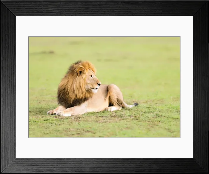 Framed Print : Lion, Masai Mara, Kenya, East Africa, Africa Framed Print : Lion, Masai Mara, Kenya, East Africa, Africa