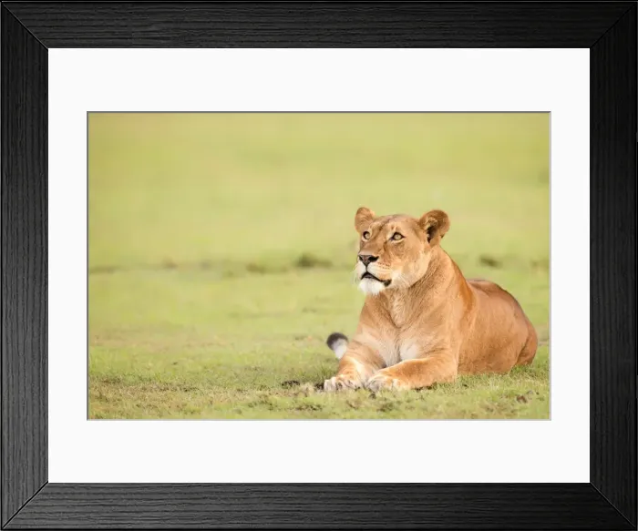 Framed Print : Lioness, Masai Mara, Kenya, East Africa, Africa Framed Print : Lioness, Masai Mara, Kenya, East Africa, Africa