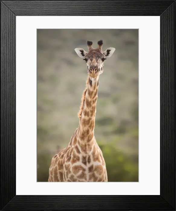 Framed Print : Giraffe, Masai Mara, Kenya, East Africa, Africa Framed Print : Giraffe, Masai Mara, Kenya, East Africa, Africa