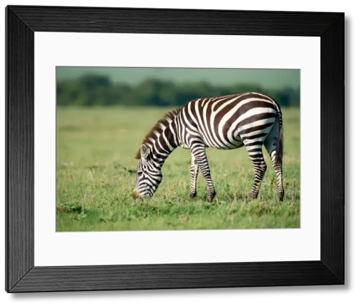 Framed Print : Zebra, Masai Mara, Kenya, East Africa, Africa Framed Print : Zebra, Masai Mara, Kenya, East Africa, Africa