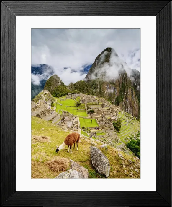 Framed Print : Llama in Machu Picchu, UNESCO World Heritage Site, Cusco Region, Peru, South America Framed Print : Llama in Machu Picchu, UNESCO World Heritage Site, Cusco Region, Peru, South America