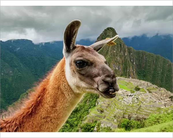 Llama in Machu Picchu, Cusco Region, Peru, South America