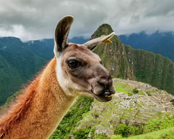 Llama in Machu Picchu, Cusco Region, Peru, South America