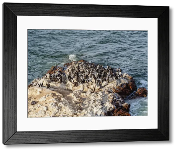 Framed Print : Humboldt penguins (Spheniscus humboldt) on the rock in Lagunillas, Paracas National Reserve Framed Print : Humboldt penguins (Spheniscus humboldt) on the rock in Lagunillas, Paracas National Reserve
