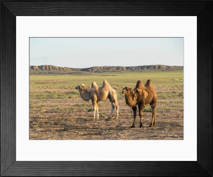 Framed Print : Two camels in Gobi desert, Ulziit, Middle Gobi province, Mongolia, Central Asia, Asia Framed Print : Two camels in Gobi desert, Ulziit, Middle Gobi province, Mongolia, Central Asia, Asia