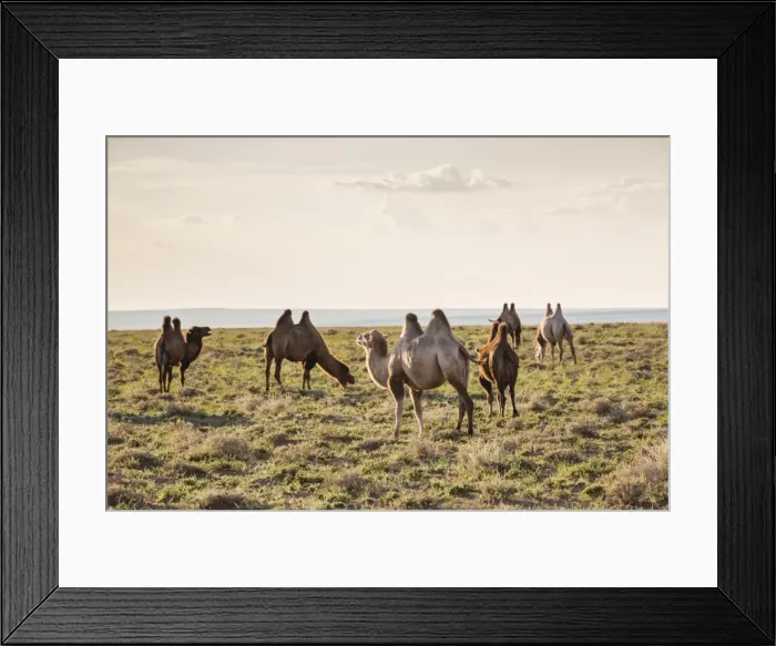 Framed Print : Camels grazing, Ulziit, Middle Gobi province, Mongolia, Central Asia, Asia Framed Print : Camels grazing, Ulziit, Middle Gobi province, Mongolia, Central Asia, Asia