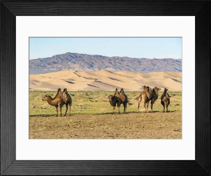 Framed Print : Camels and sand dunes of Gobi desert in the background, Sevrei district, South Gobi province Framed Print : Camels and sand dunes of Gobi desert in the background, Sevrei district, South Gobi province