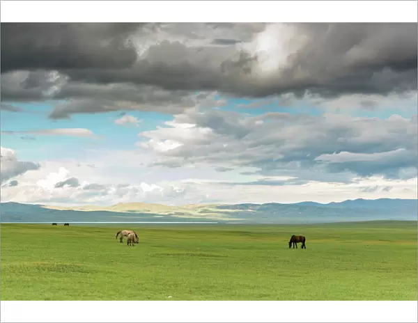 Horses grazing on the Mongolian steppe under a cloudy sky, South Hangay, Mongolia