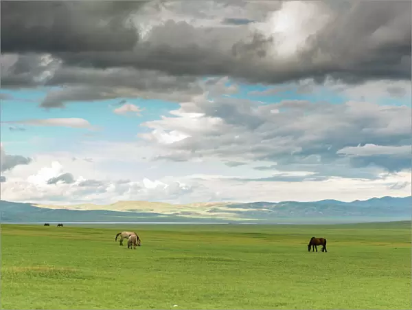 Horses grazing on the Mongolian steppe under a cloudy sky, South Hangay, Mongolia