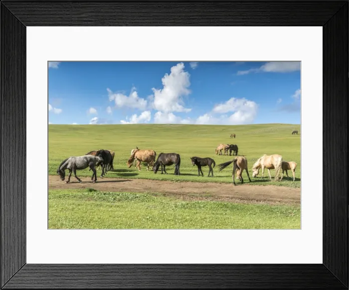 Framed Print : Horses grazing on the Mongolian steppe, South Hangay, Mongolia, Central Asia, Asia Framed Print : Horses grazing on the Mongolian steppe, South Hangay, Mongolia, Central Asia, Asia