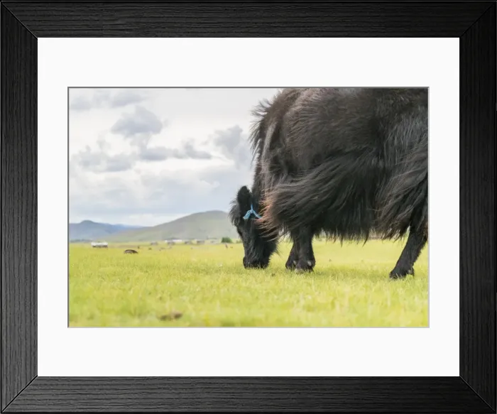 Framed Print : Yak grazing, Orkhon valley, South Hangay province, Mongolia, Central Asia, Asia Framed Print : Yak grazing, Orkhon valley, South Hangay province, Mongolia, Central Asia, Asia