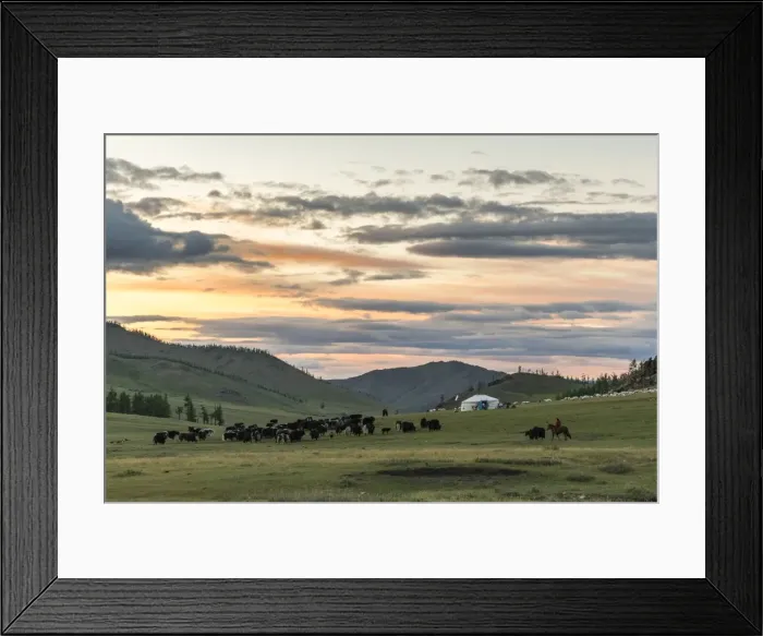 Framed Print : Shepherd on horse rounding up yaks at sunset, Burentogtokh district, Hovsgol province Framed Print : Shepherd on horse rounding up yaks at sunset, Burentogtokh district, Hovsgol province