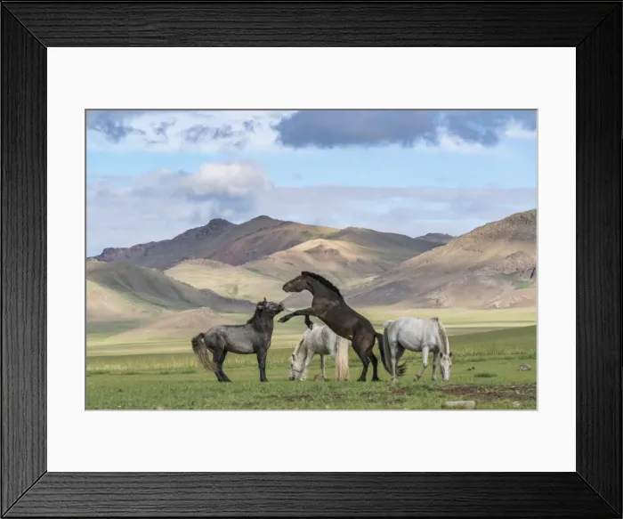 Framed Print : Wild horses playing and grazing and Khangai mountains in the background, Hovsgol province Framed Print : Wild horses playing and grazing and Khangai mountains in the background, Hovsgol province