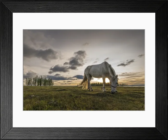 Framed Print : Horse grazing on the shores of Hovsgol Lake at sunset, Hovsgol province, Mongolia