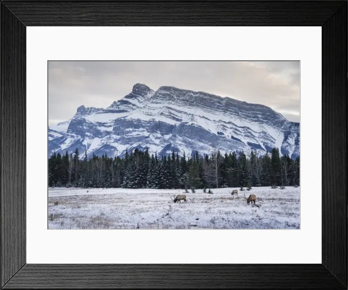 Framed Print : Winter landscape with wild elk in the Banff National Park, UNESCO World Heritage Site Framed Print : Winter landscape with wild elk in the Banff National Park, UNESCO World Heritage Site