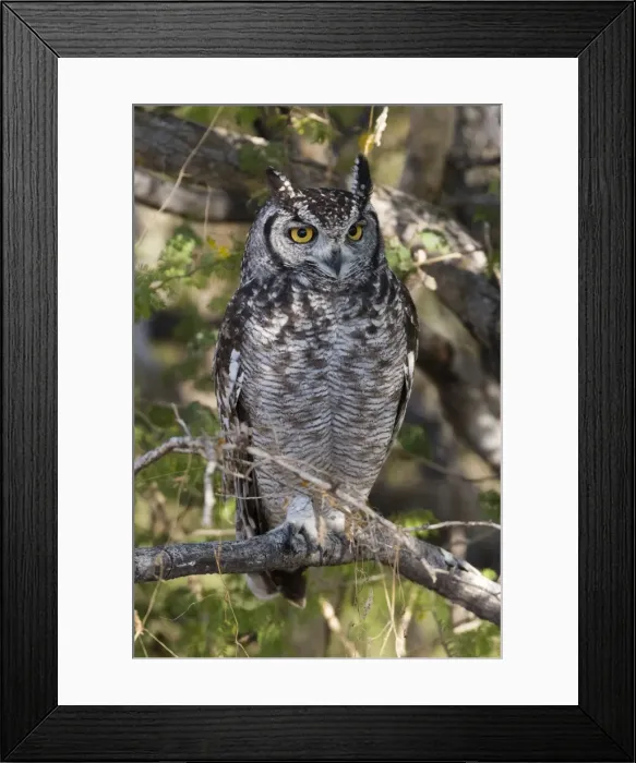 Framed Print : A spotted eagle-owl (Bubo africanus) perching on a tree, Botswana, Africa Framed Print : A spotted eagle-owl (Bubo africanus) perching on a tree, Botswana, Africa