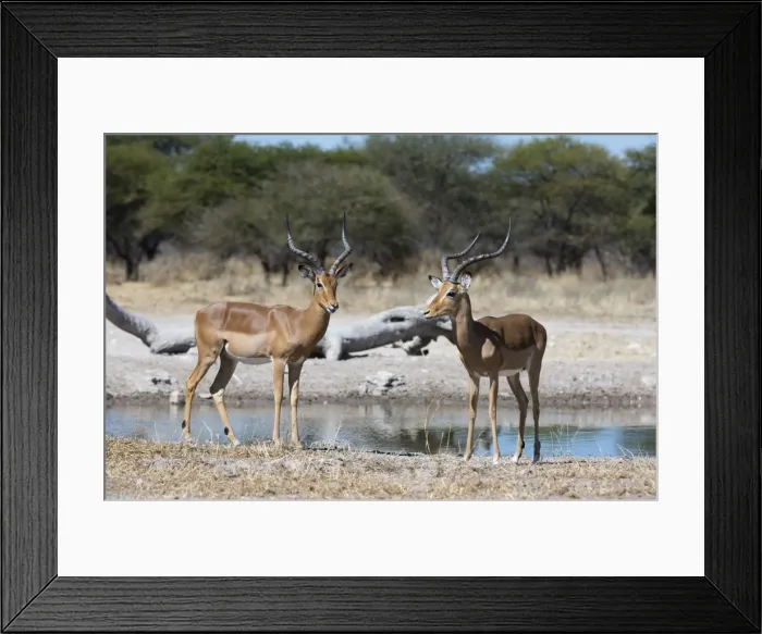 Framed Print : Two male impalas (Aepyceros melampus) at waterhole, Botswana, Africa Framed Print : Two male impalas (Aepyceros melampus) at waterhole, Botswana, Africa