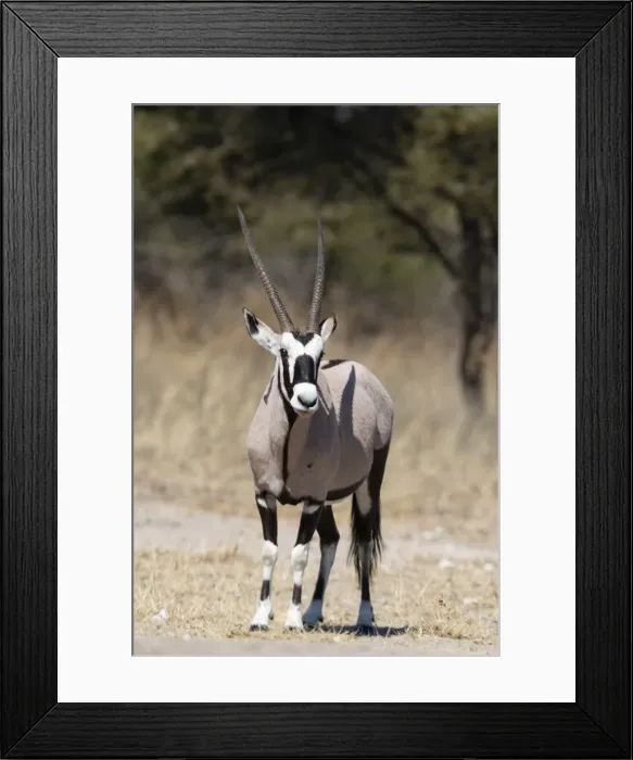 Framed Print : Gemsbok (Oryx gazella), Kalahari, Botswana, Africa Framed Print : Gemsbok (Oryx gazella), Kalahari, Botswana, Africa