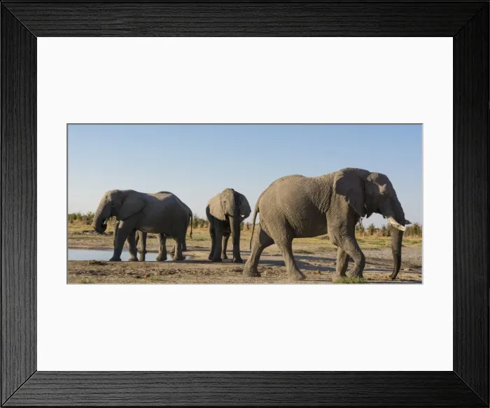 Framed Print : African elephants (Loxodonta africana) at waterhole, Botswana, Africa Framed Print : African elephants (Loxodonta africana) at waterhole, Botswana, Africa
