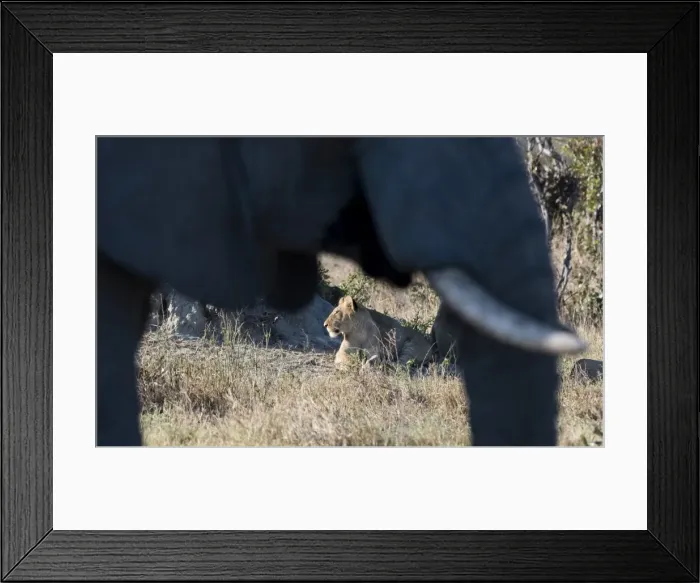 Framed Print : An African elephant (Loxodonta african) walks by a lion pride (Panthera leo), Botswana Framed Print : An African elephant (Loxodonta african) walks by a lion pride (Panthera leo), Botswana