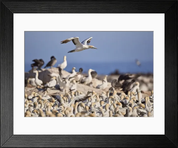 Framed Print : Cape Gannet (Morus capensis) flying over the colony, Bird Island, Lamberts Bay, South Africa Framed Print : Cape Gannet (Morus capensis) flying over the colony, Bird Island, Lamberts Bay, South Africa