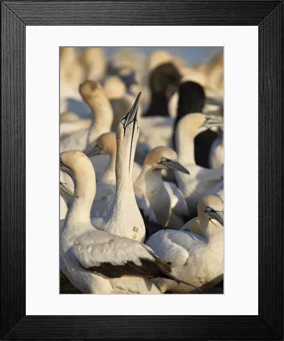 Framed Print : Cape Gannet (Morus capensis) displaying, Bird Island, Lamberts Bay, South Africa, Africa Framed Print : Cape Gannet (Morus capensis) displaying, Bird Island, Lamberts Bay, South Africa, Africa
