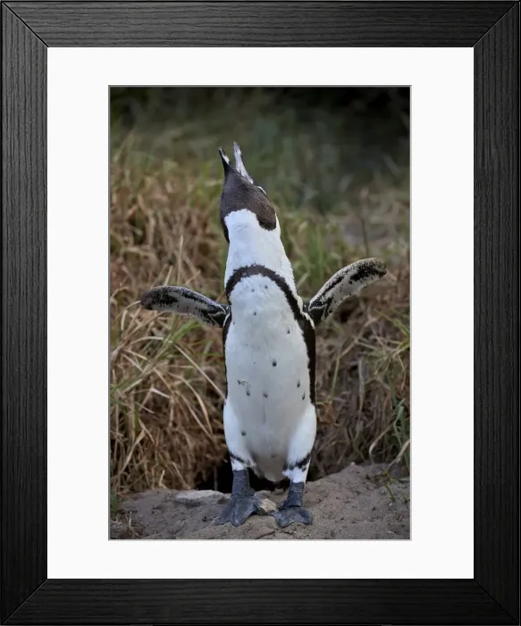 Framed Print : African Penguin (Spheniscus demersus) calling, Simons Town, near Cape Town, South Africa Framed Print : African Penguin (Spheniscus demersus) calling, Simons Town, near Cape Town, South Africa