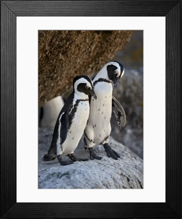 Framed Print : African Penguin (Spheniscus demersus) pair, Simons Town, near Cape Town, South Africa Framed Print : African Penguin (Spheniscus demersus) pair, Simons Town, near Cape Town, South Africa