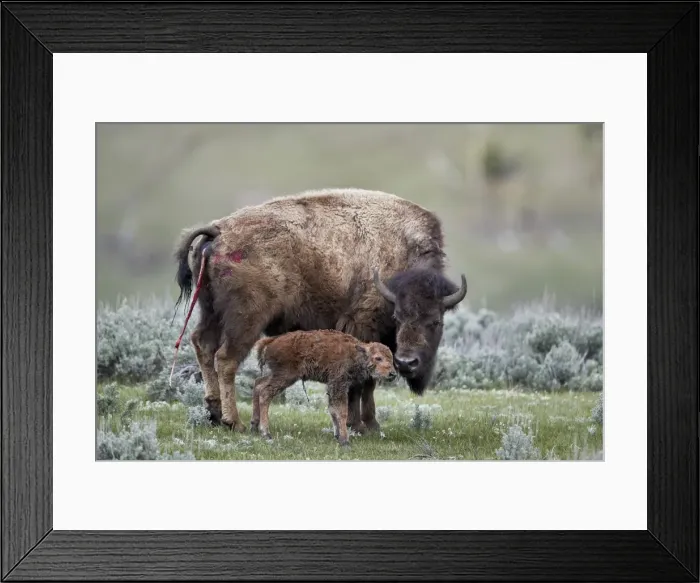 Framed Print : Bison (Bison bison) cow and newborn calf, Yellowstone National Park, Wyoming, United Framed Print : Bison (Bison bison) cow and newborn calf, Yellowstone National Park, Wyoming, United