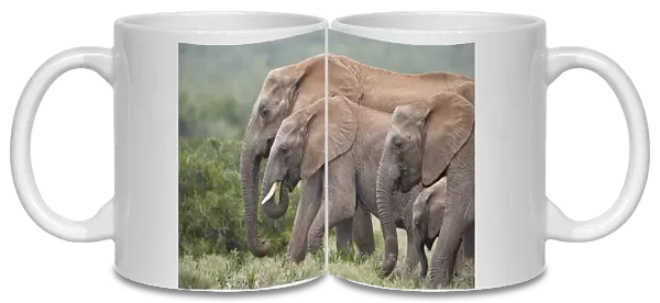 African Elephant (Loxodonta africana) group, Addo Elephant National Park, South Africa