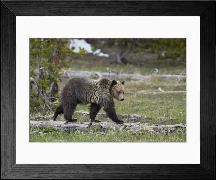 Framed Print : Grizzly Bear (Ursus arctos horribilis), yearling cub, Yellowstone National Park, Wyoming Framed Print : Grizzly Bear (Ursus arctos horribilis), yearling cub, Yellowstone National Park, Wyoming