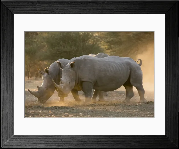 Framed Print : Two white rhinoceroses (Ceratotherium simum) walking in the dust at sunset, Botswana Framed Print : Two white rhinoceroses (Ceratotherium simum) walking in the dust at sunset, Botswana