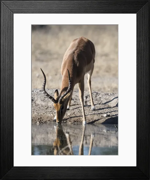 Framed Print : Impala (Aepyceros melampus) at waterhole, Kalahari, Botswana, Africa Framed Print : Impala (Aepyceros melampus) at waterhole, Kalahari, Botswana, Africa