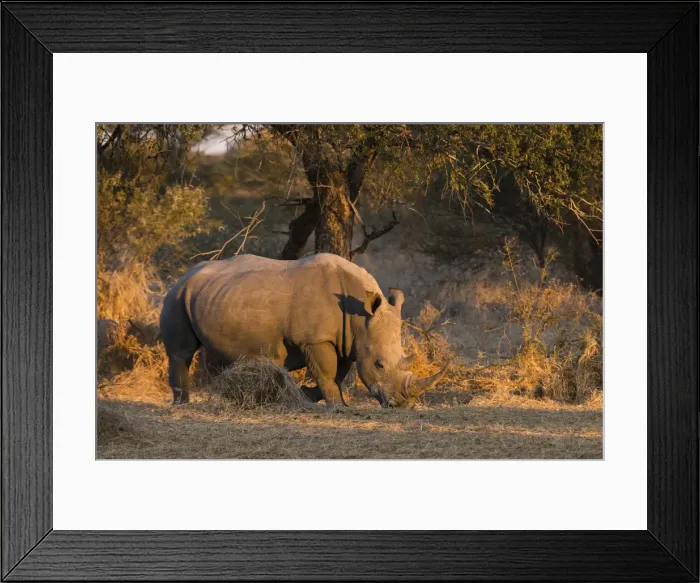 Framed Print : White rhinoceros (Ceratotherium simum), Kalahari, Botswana, Africa Framed Print : White rhinoceros (Ceratotherium simum), Kalahari, Botswana, Africa