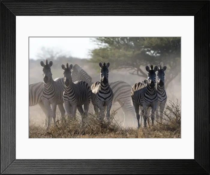 Framed Print : Burchells zebra (Equus quagga burchellii) looking at the camera, Botswana, Africa Framed Print : Burchells zebra (Equus quagga burchellii) looking at the camera, Botswana, Africa