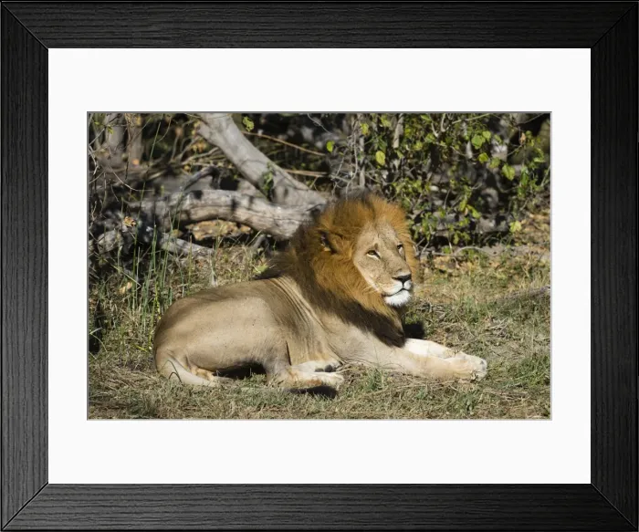 Framed Print : Lion (Panthera leo), Moremi Game Reserve, Okavango Delta, Botswana, Africa Framed Print : Lion (Panthera leo), Moremi Game Reserve, Okavango Delta, Botswana, Africa