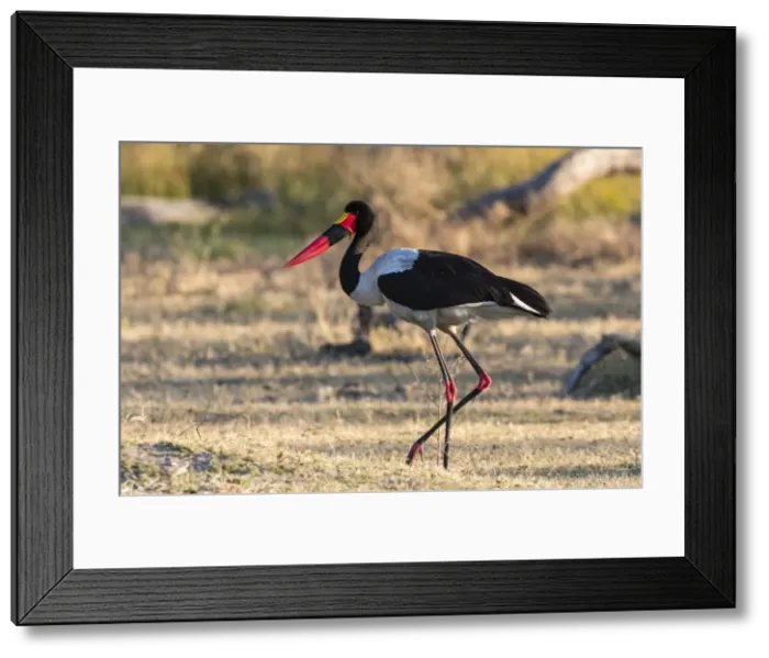 Framed Print : Saddle-billed stork (Ephippiorhynchus senegalensis), Moremi Game Reserve, Okavango Delta Framed Print : Saddle-billed stork (Ephippiorhynchus senegalensis), Moremi Game Reserve, Okavango Delta