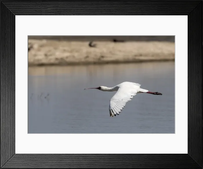 Framed Print : African Spoonbill (Platalea alba), Moremi Game Reserve, Okavango Delta, Botswana, Africa Framed Print : African Spoonbill (Platalea alba), Moremi Game Reserve, Okavango Delta, Botswana, Africa