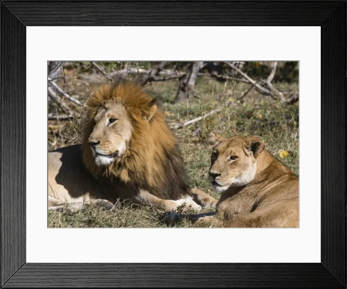 Framed Print : Lion (Panthera leo), Moremi Game Reserve, Okavango Delta, Botswana, Africa