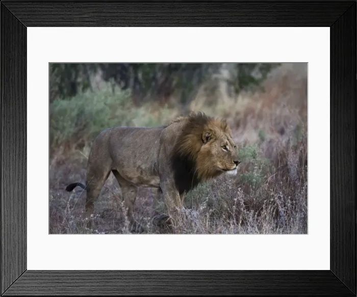 Framed Print : A male lion (Panthera leo) patrolling, Botswana, Africa Framed Print : A male lion (Panthera leo) patrolling, Botswana, Africa