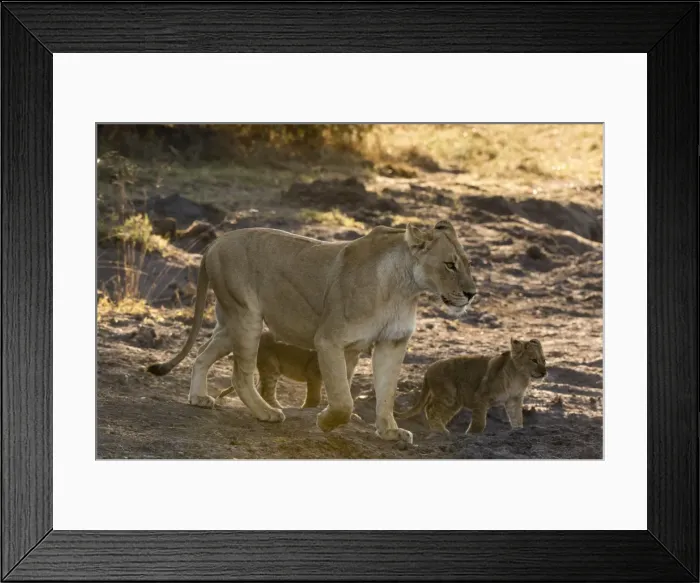Framed Print : A lioness (Panthera leo) walking with its cubs, Botswana, Africa Framed Print : A lioness (Panthera leo) walking with its cubs, Botswana, Africa