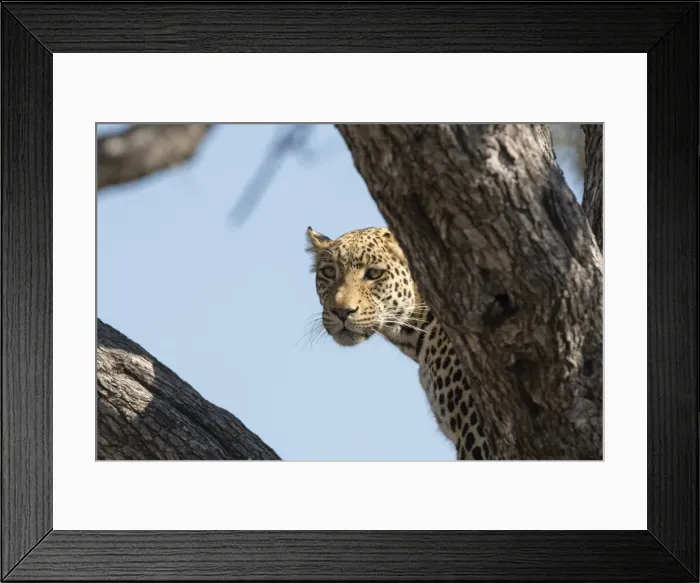 Framed Print : Leopard (Panthera pardus), Khwai Conservation Area, Okavango Delta, Botswana, Africa Framed Print : Leopard (Panthera pardus), Khwai Conservation Area, Okavango Delta, Botswana, Africa