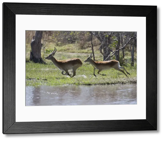 Framed Print : Red lechwe (Kobus leche leche), Khwai Conservation Area, Okavango Delta, Botswana, Africa Framed Print : Red lechwe (Kobus leche leche), Khwai Conservation Area, Okavango Delta, Botswana, Africa
