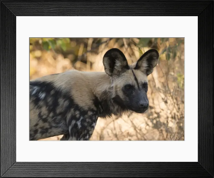 Framed Print : Portrait of an endangered African wild dog (Lycaon pictus), Botswana, Africa Framed Print : Portrait of an endangered African wild dog (Lycaon pictus), Botswana, Africa